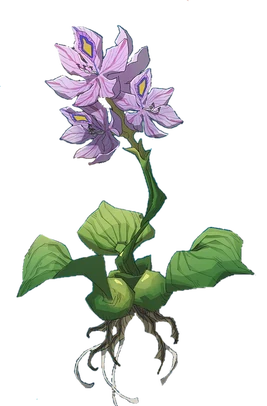 Jacinthe d'eau (HPME)