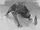 Slender-legged creature