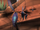 Billywig Swarm at the Magical Creatures Reserve.png