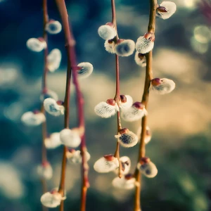 Palm-Sunday-Pussy-willow-Verba-Sunday-in-Russia-7