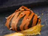 Giant Orange Snail