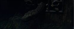Nagini Little Hangleton