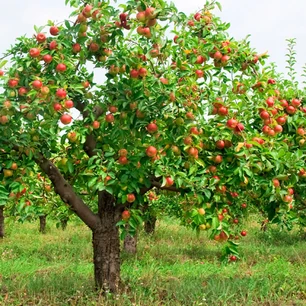 Jabłoń