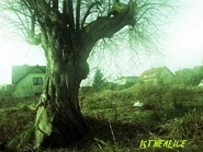 Alice-wierzba-fa.jpg (150 KB) LXII edycja