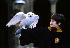 Harry&hedwig