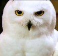 Hedwig