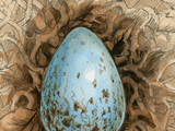 Phoenix egg