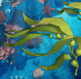 Kelp