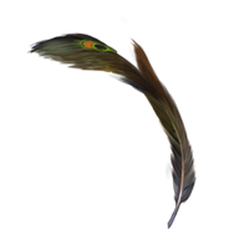 Peacock feather, Harry Potter Wiki