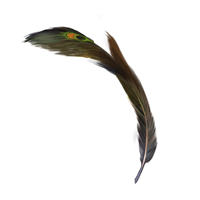 Peacock feather, Harry Potter Wiki