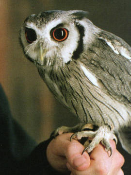 harry potter pet owl