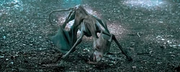 Puledro di Thestral