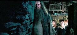 rubeus hagrid harry potter wiki fandom