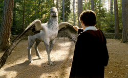 Harry reaches out to Buckbeak