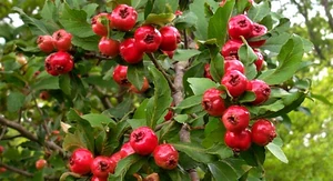 Mayhaw