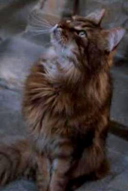 Cat, Harry Potter Wiki