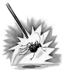 Bartemius' spider