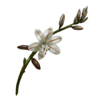 Asphodel.png
