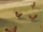 Weasley family chickens