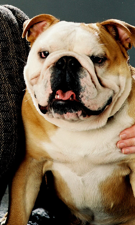 Bulldogge – Wikipedia