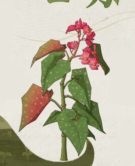 Begonia