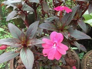 Impatiens hawkeri[1]