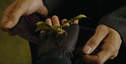 Fleursdragon.png