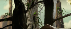Bowtruckles.png