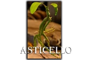 ASTICELLO.png (734 KB)
