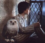 Harry-potter-and-hedwig