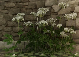 Cowbane HL