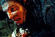Lavender greyback.gif