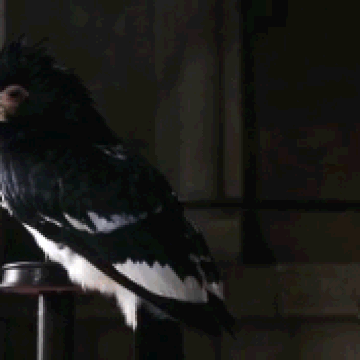 Transfiguration Harry Potter Wiki Fandom