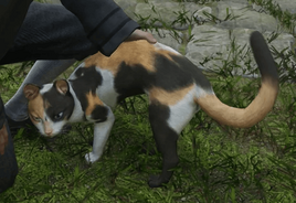 Calico cat HL