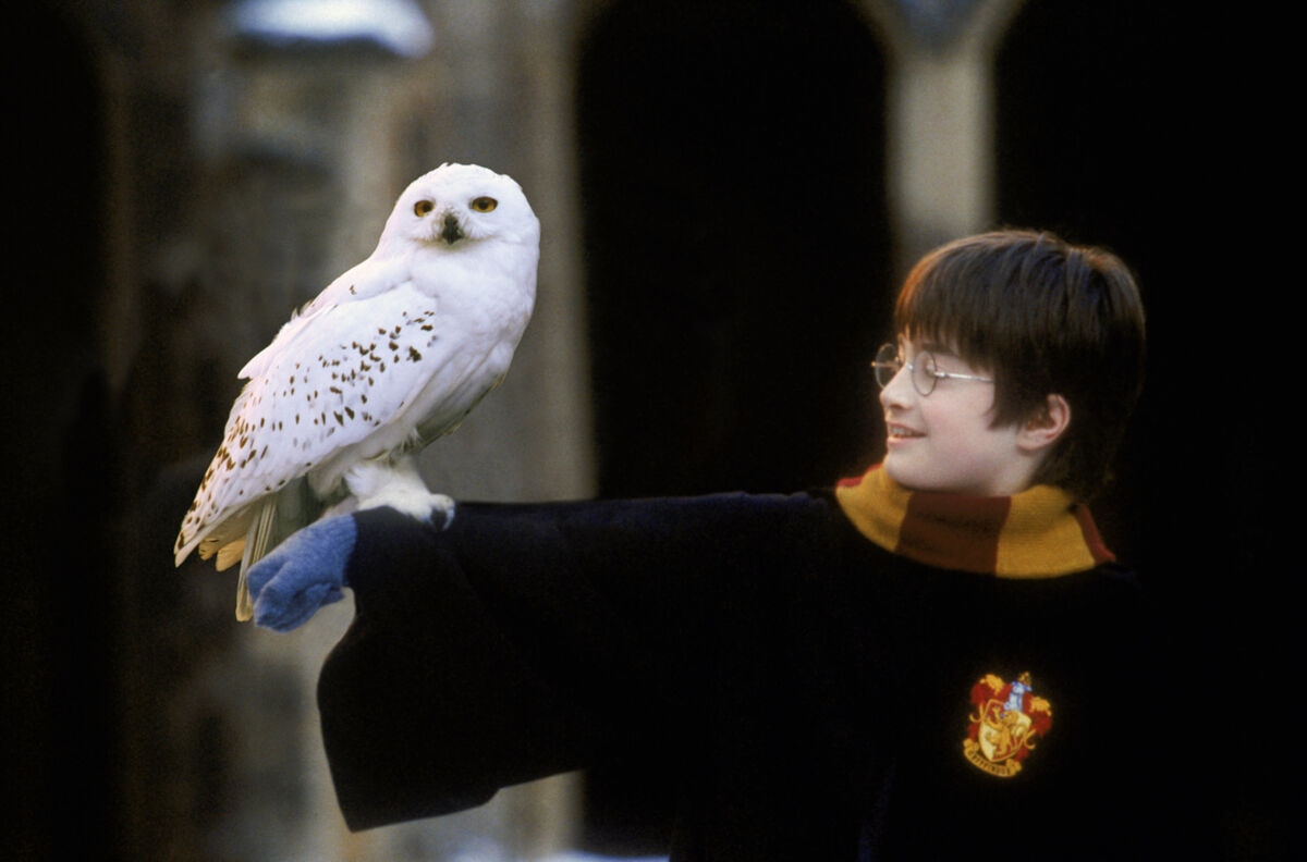 Owls, Pottermore Wiki