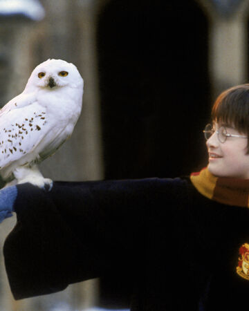 Owl Harry Potter Wiki Fandom