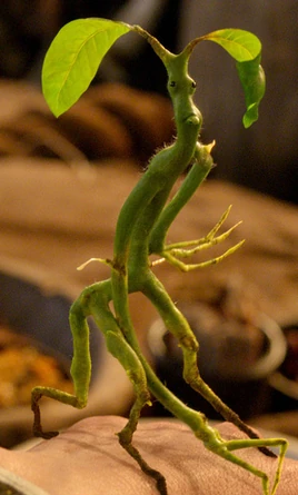 Bowtruckle FBWTFT