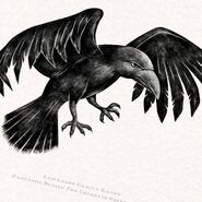 Large-lestrange-raven-illustration-print-scaled-2000x2000