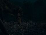 Unidentified Qilin mother