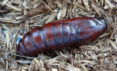 7_Puppe einer Acherontia# Totenkopfschwärmer ==>