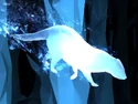 Otter Patronus.png (356 KB) Otter