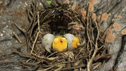 Hatchling Snidgets at the  in 