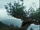 Whomping Willow (Spring)..png