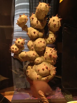 Mimbulus Mimbletonia