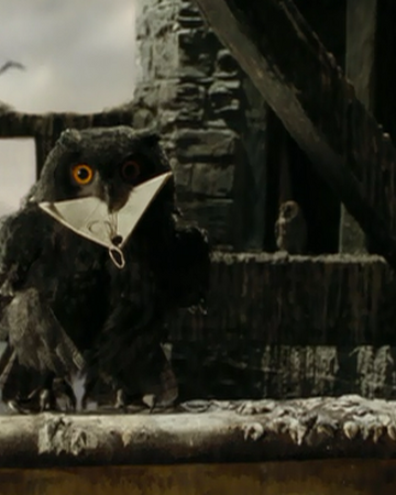 Sirius Black S Owl Harry Potter Wiki Fandom