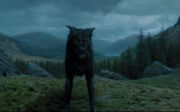 Padfoot