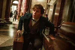 Newt Scamander