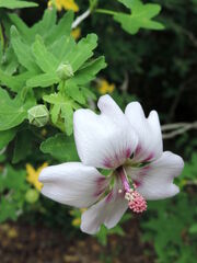 Malva canariensis kz1