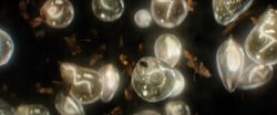 Lightbulb Habitat