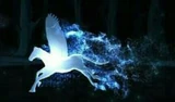 AbraxanWingedHorse-patronus.jpg (47 KB) Abraxan Winged Horse